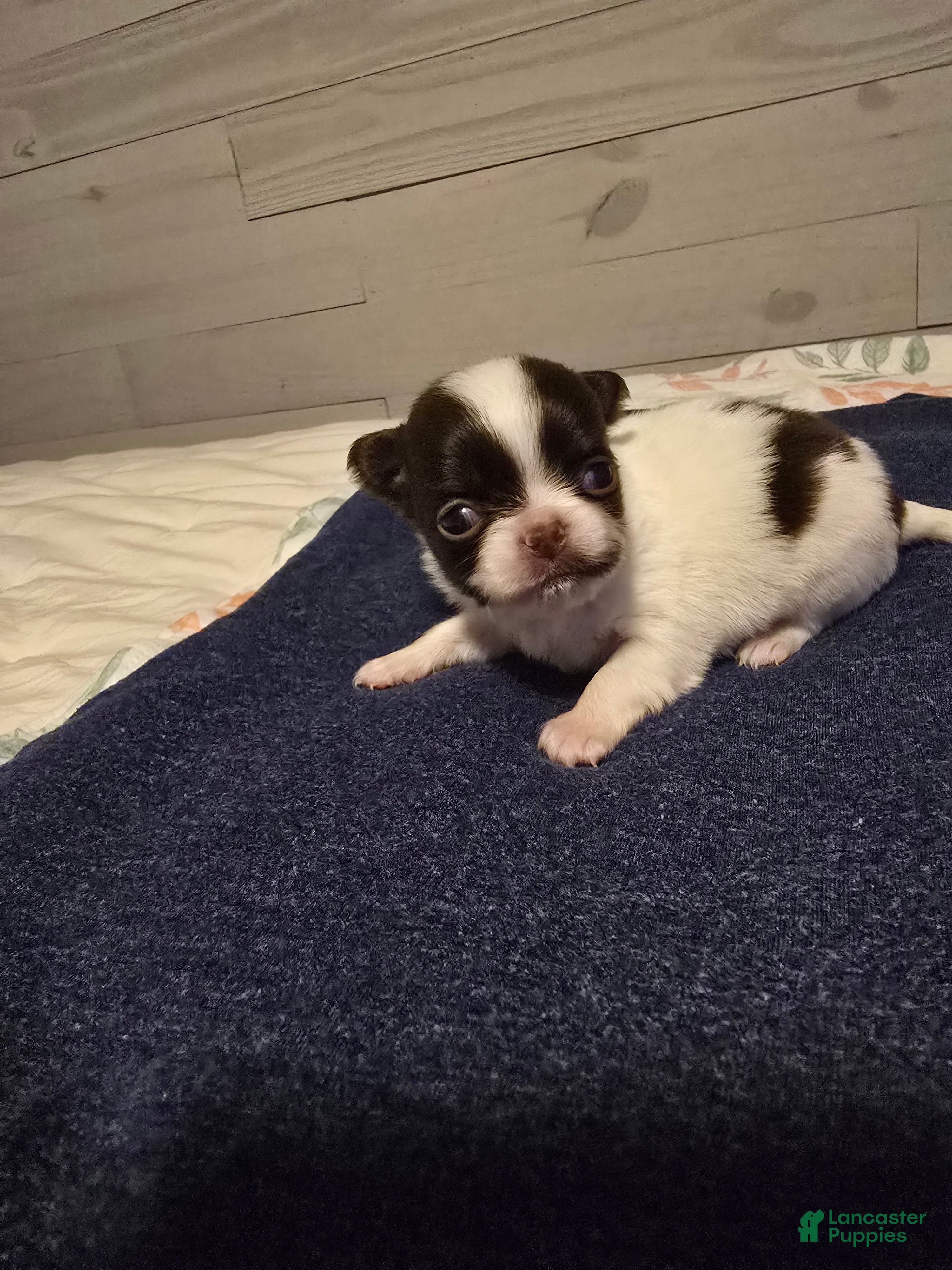 Chihuahua dogs Barney - Ad 38