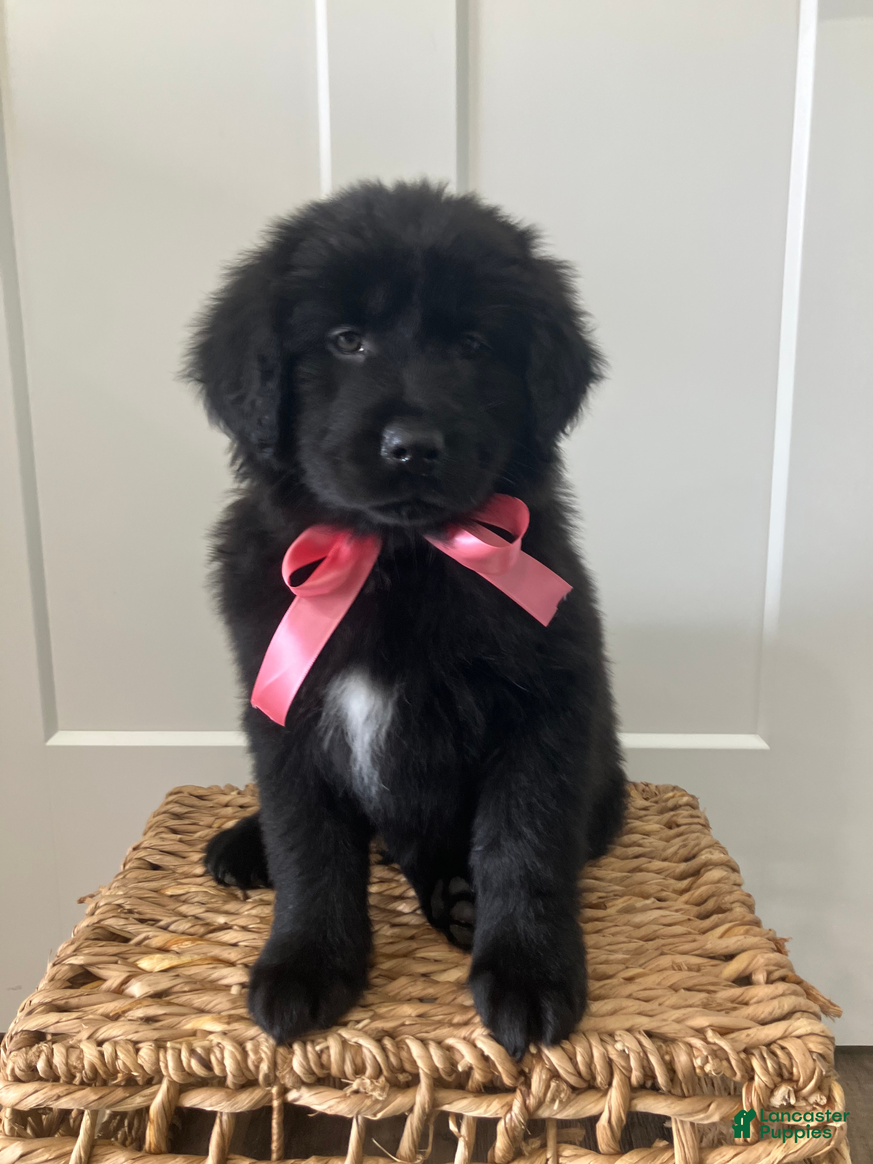 Mixed Breed dogs Daisy - Ad 16