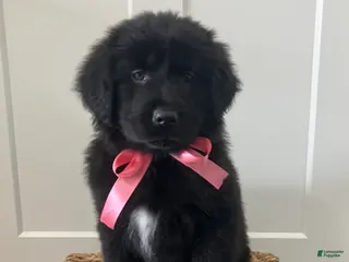 Mixed Breed dogs Daisy - Ad 16