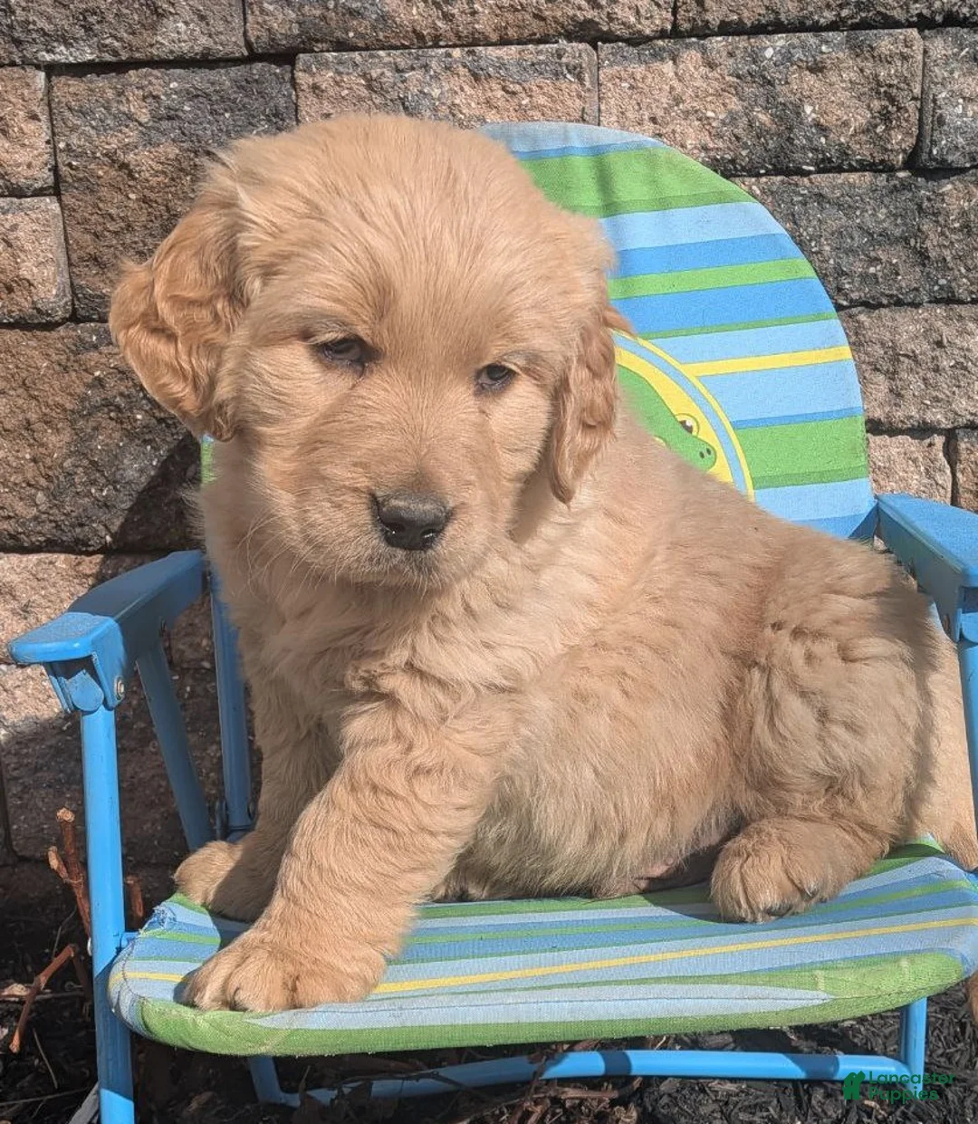Golden Retriever dogs for sale: Archer - Ad 1