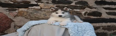 Kano