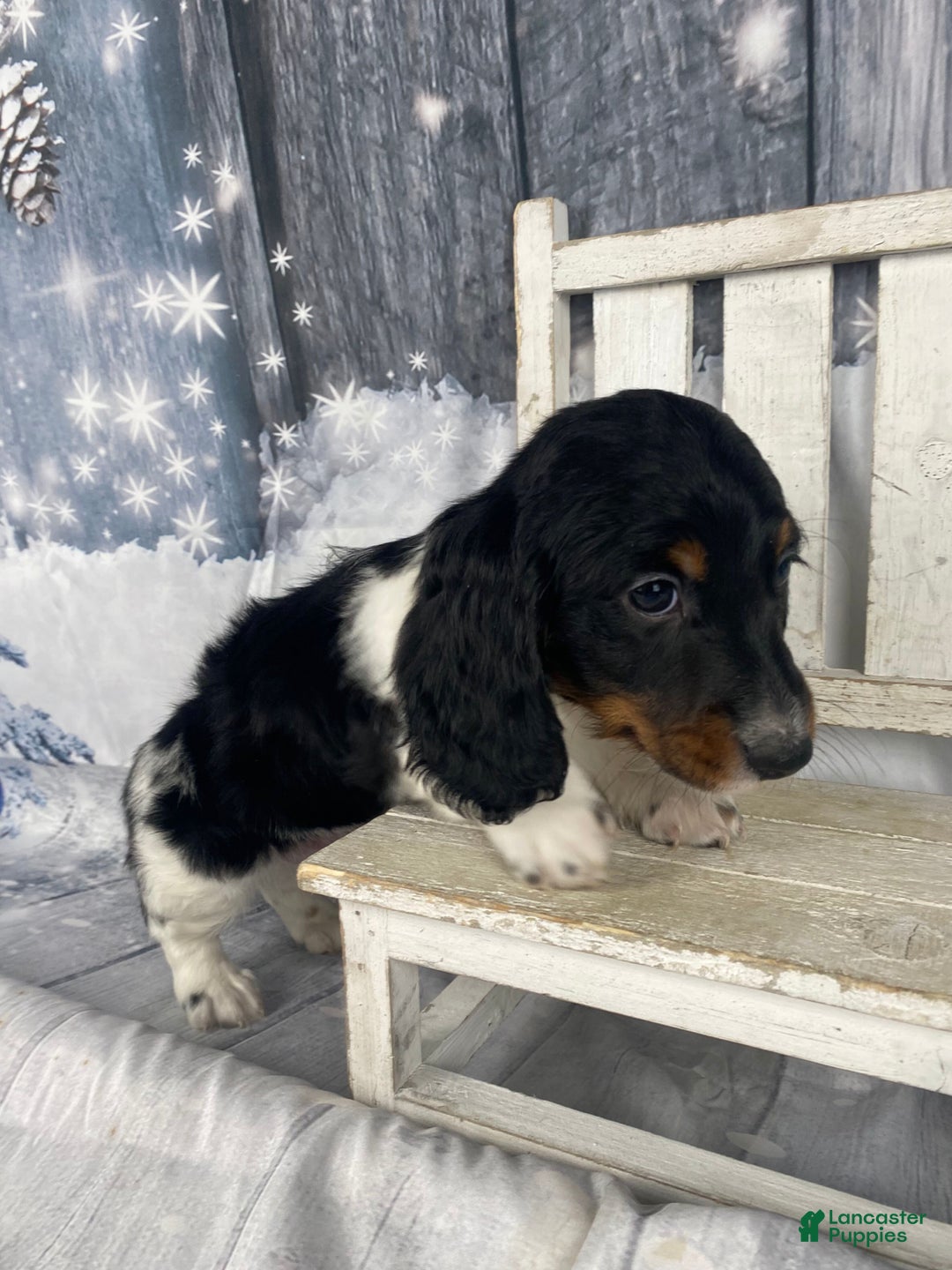 Miniature Dachshund dogs for sale: Oscar - Ad 4