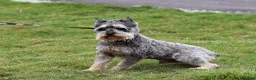 Miniature Schnauzer dogs for sale: Vera - Ad 6