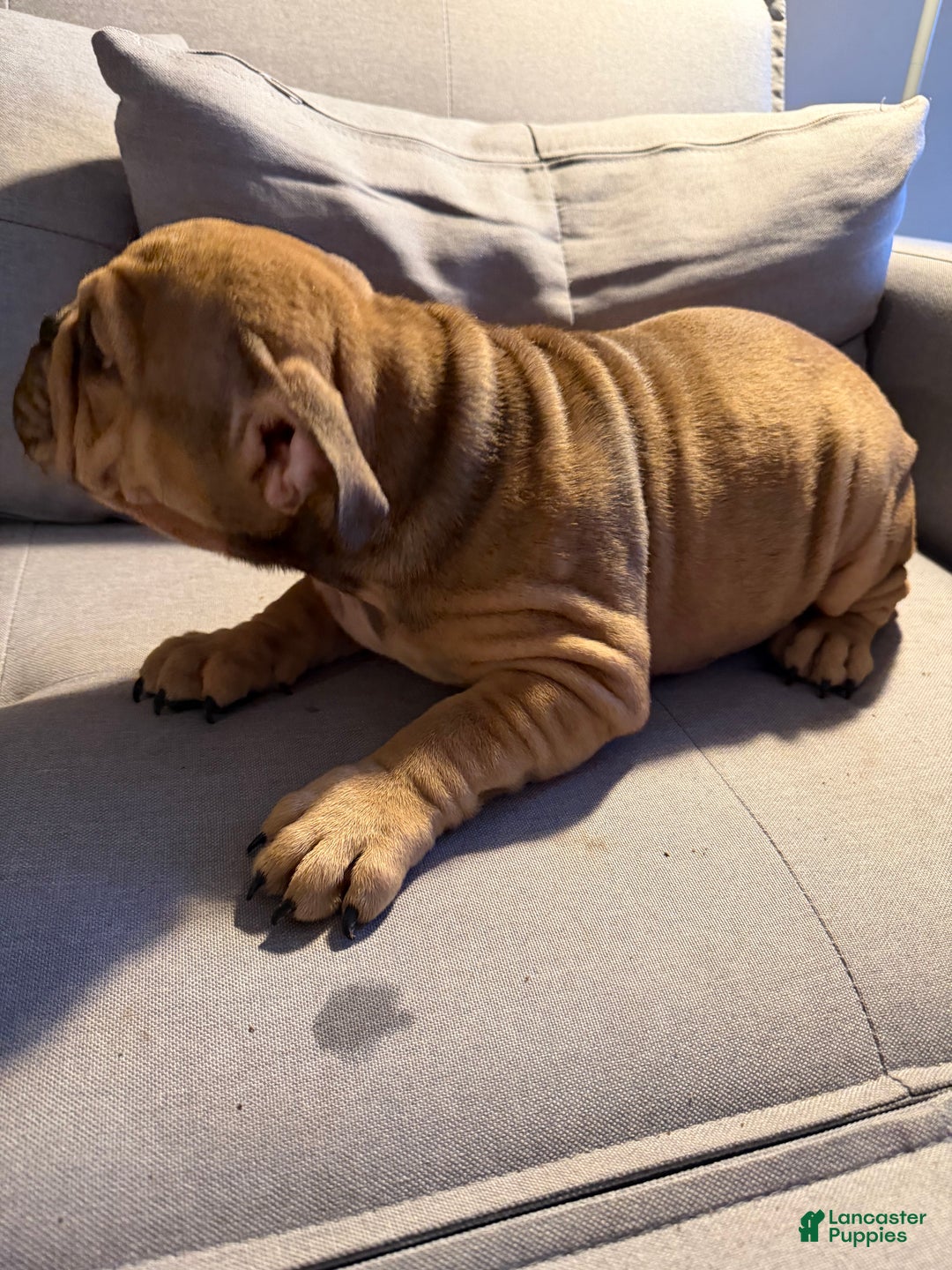 English Bulldog dogs for sale: Foxy - Ad 9