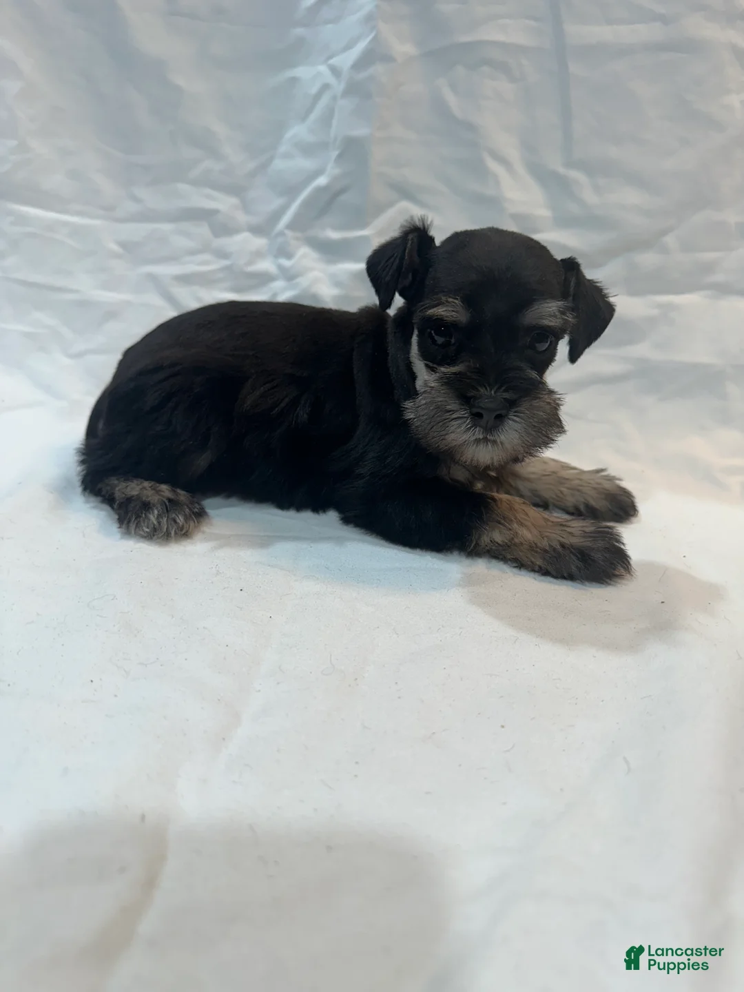 Miniature Schnauzer dogs for sale: Sage - Ad 2