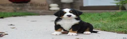 Bernese Mountain Dog dogs for sale: Baxter  - Ad 8