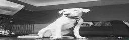 Dogo Argentino dogs for stud: Onyx(stud services only) - Ad 6