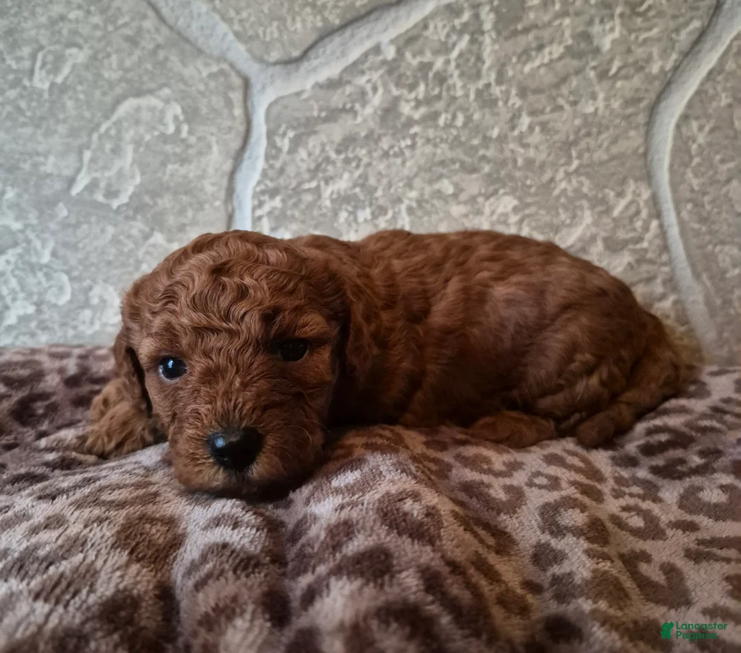 Cavapoo dogs for sale: Maple - Ad 1