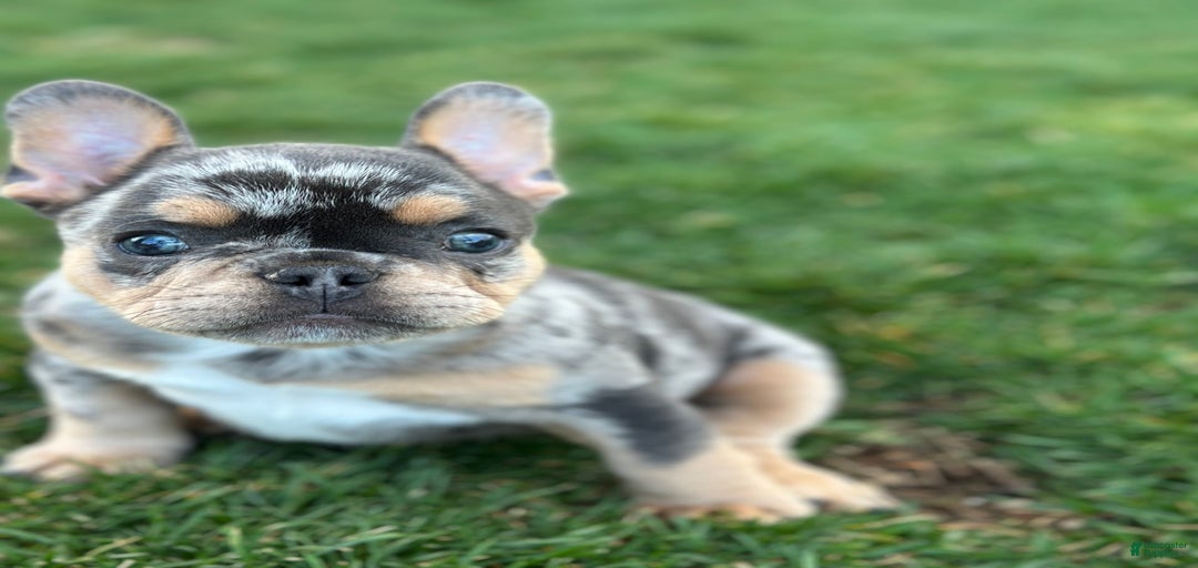 Gallery Image {{count}}