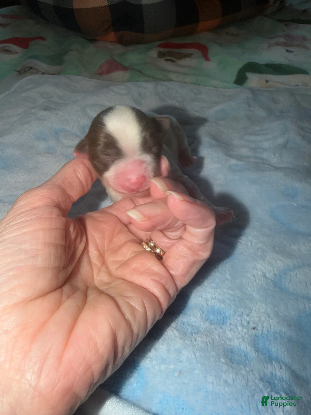 Yorkshire Terrier dogs for sale: Domino  - Ad 2