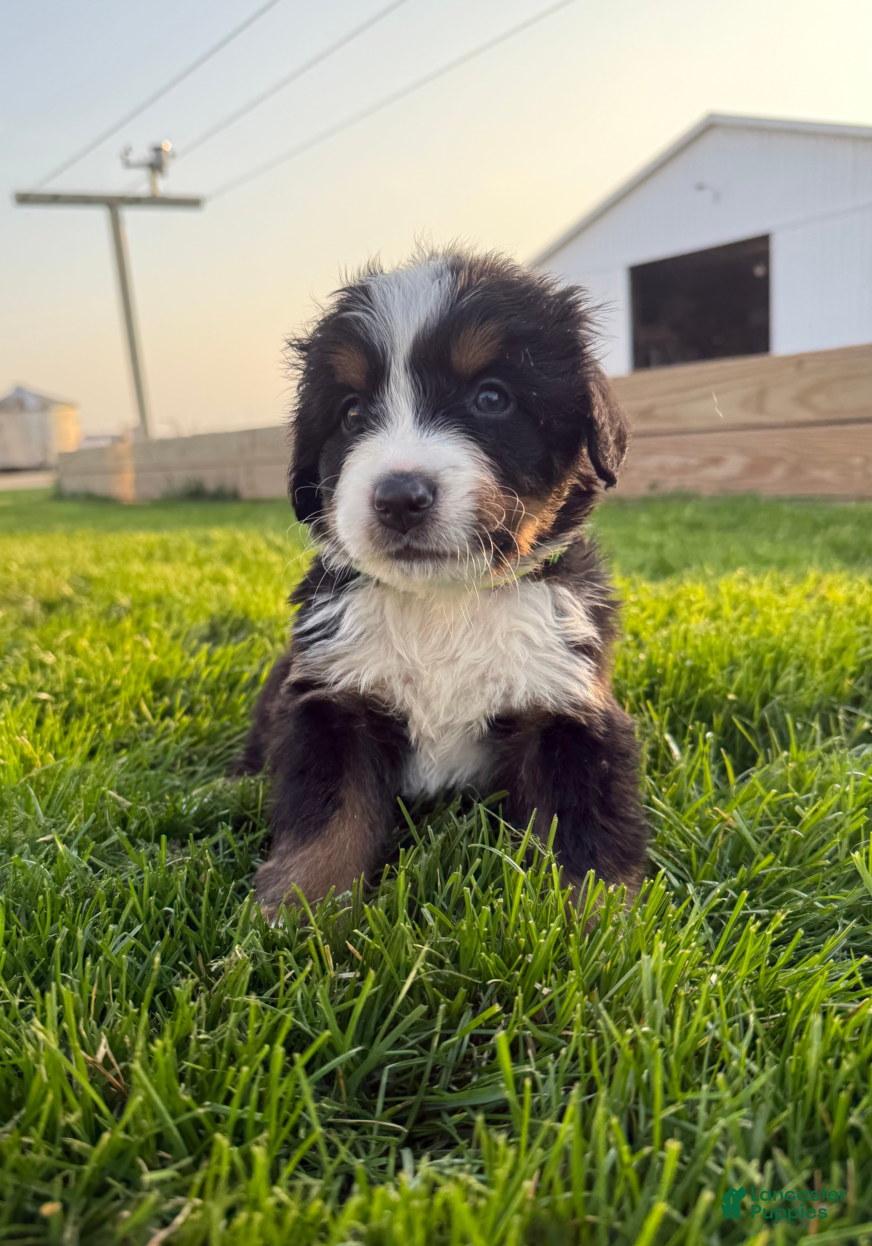 Bernese Mountain Dog dogs Squirt - Ad 19