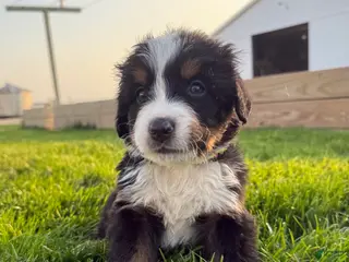 Bernese Mountain Dog dogs Squirt - Ad 19
