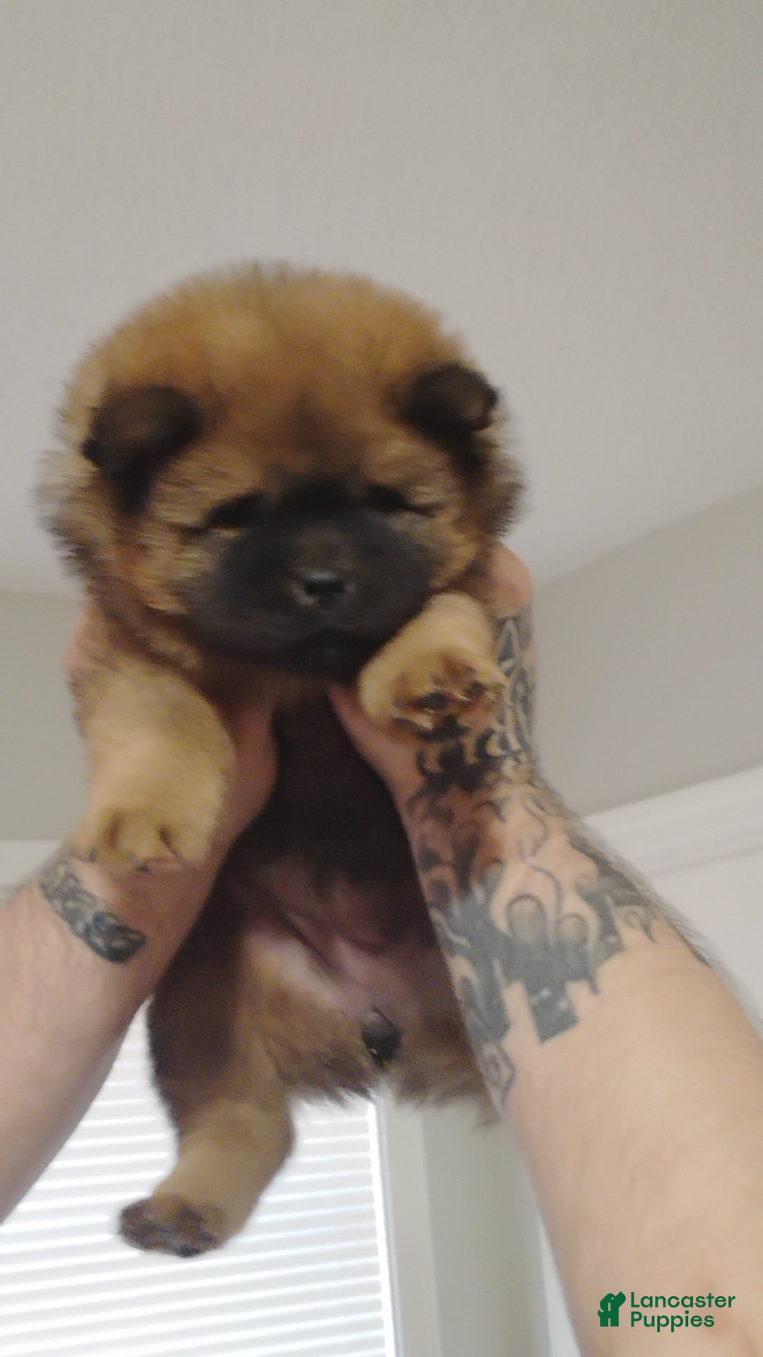 Chow Chow dogs for sale: Foxy  - Ad 6
