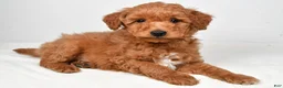 Goldendoodle dogs for sale: tucker - Ad 3
