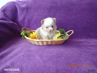 Pomeranian dogs for sale: Choco - Ad 1