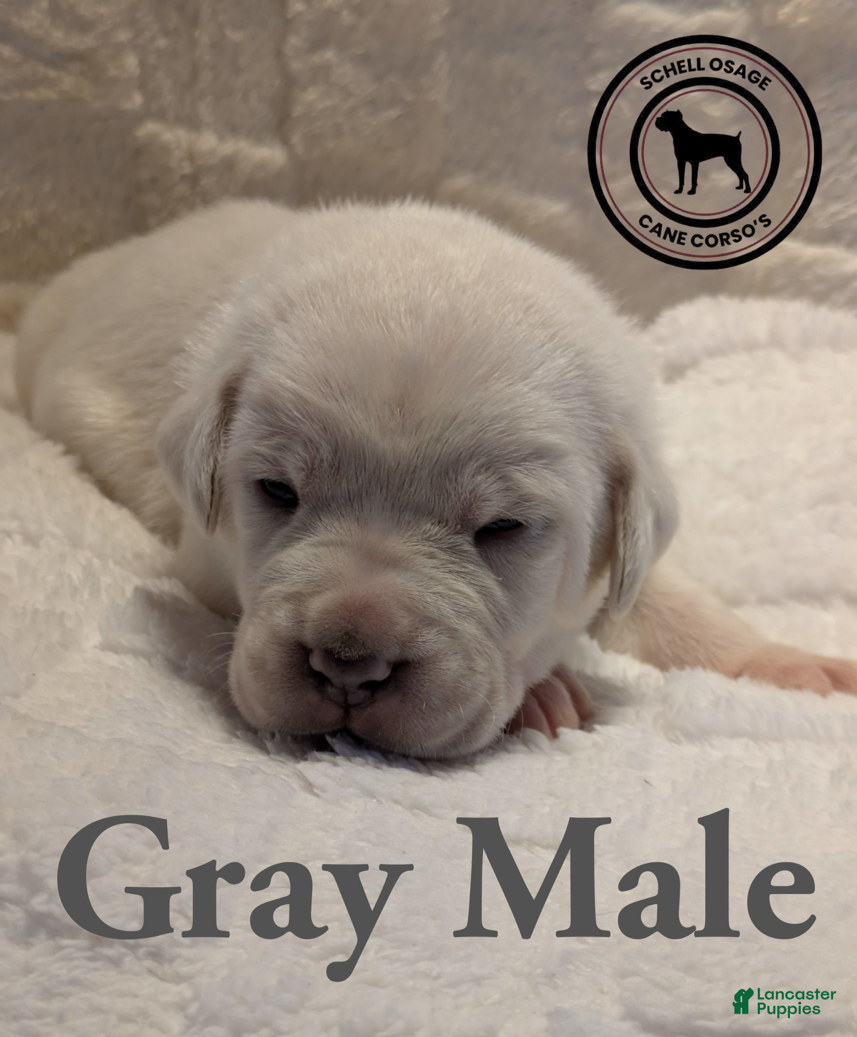 Cane Corso dogs Gray  - Ad 6