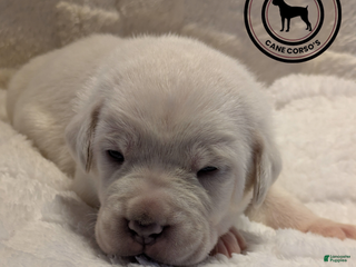 Cane Corso dogs Gray - Ad 6