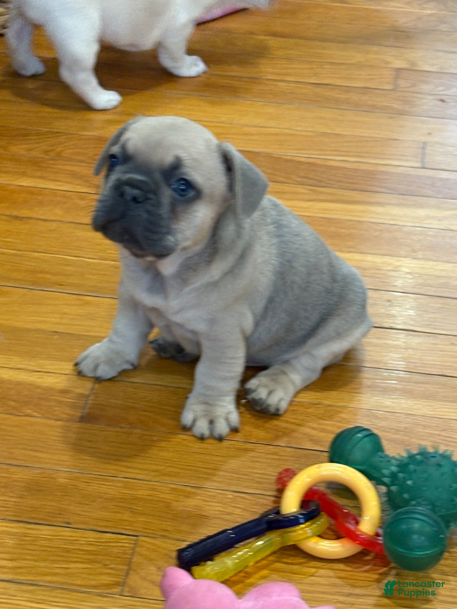 French Bulldog dogs Blue - Ad 37