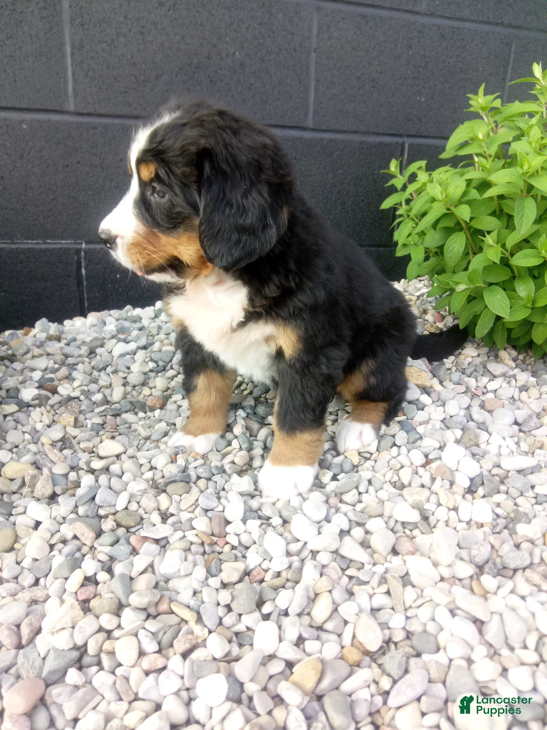 Bernese Mountain Dog dogs for sale: Grace - Ad 2