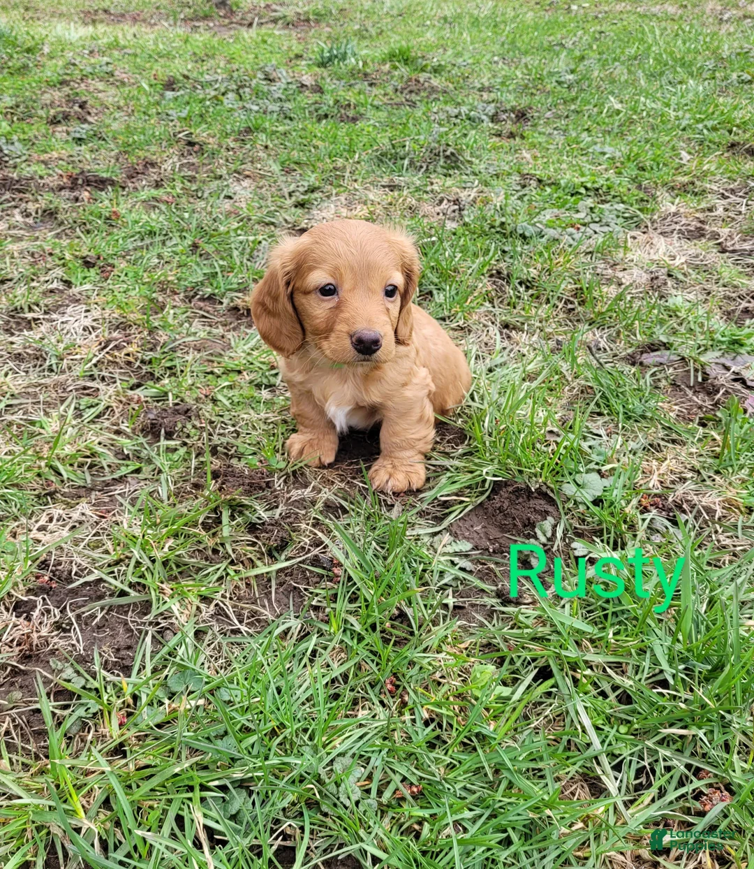 Dachshund dogs for sale: Rusty - Ad 3