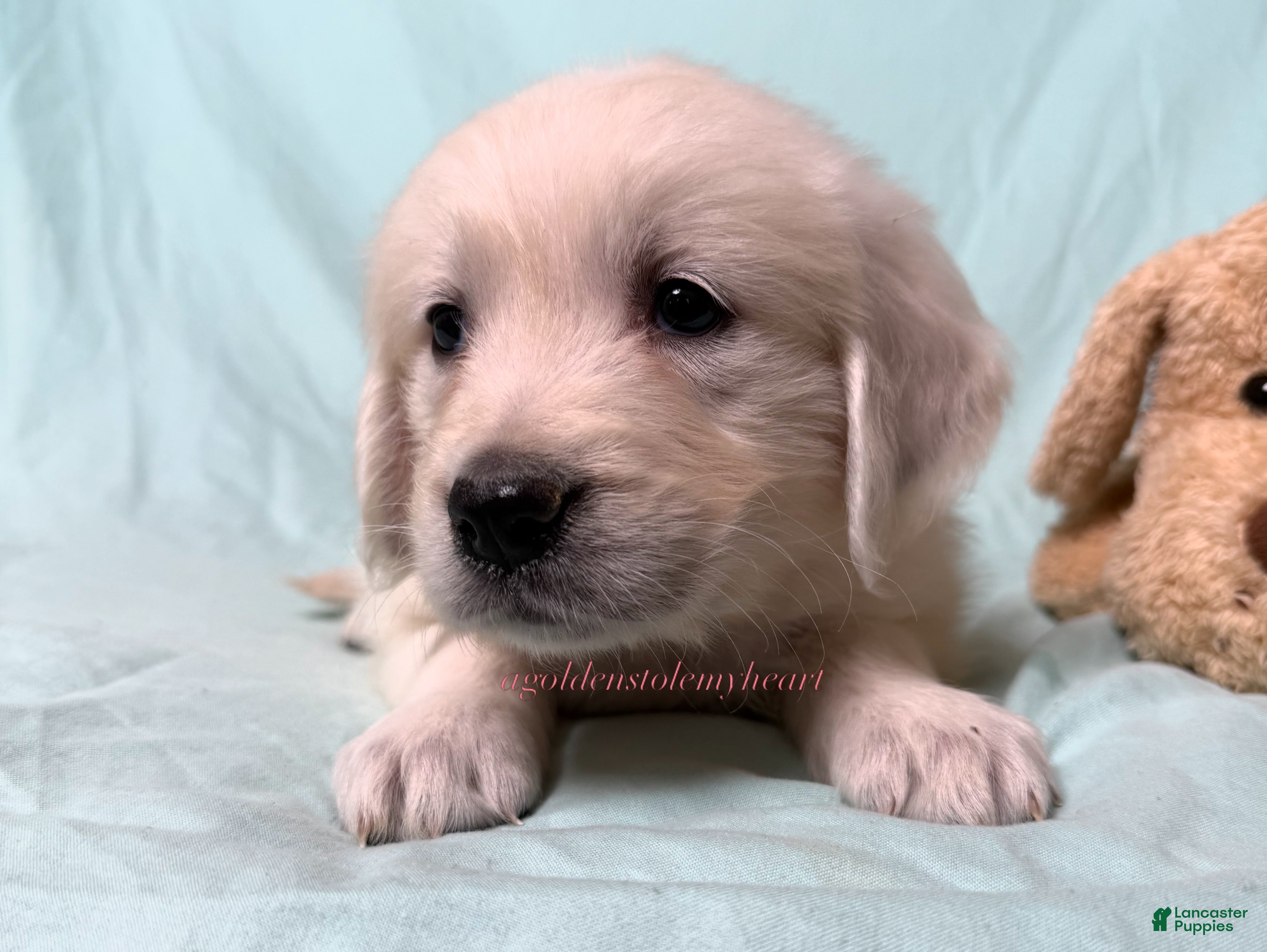 Golden Retriever dogs Maggie - Ad 2
