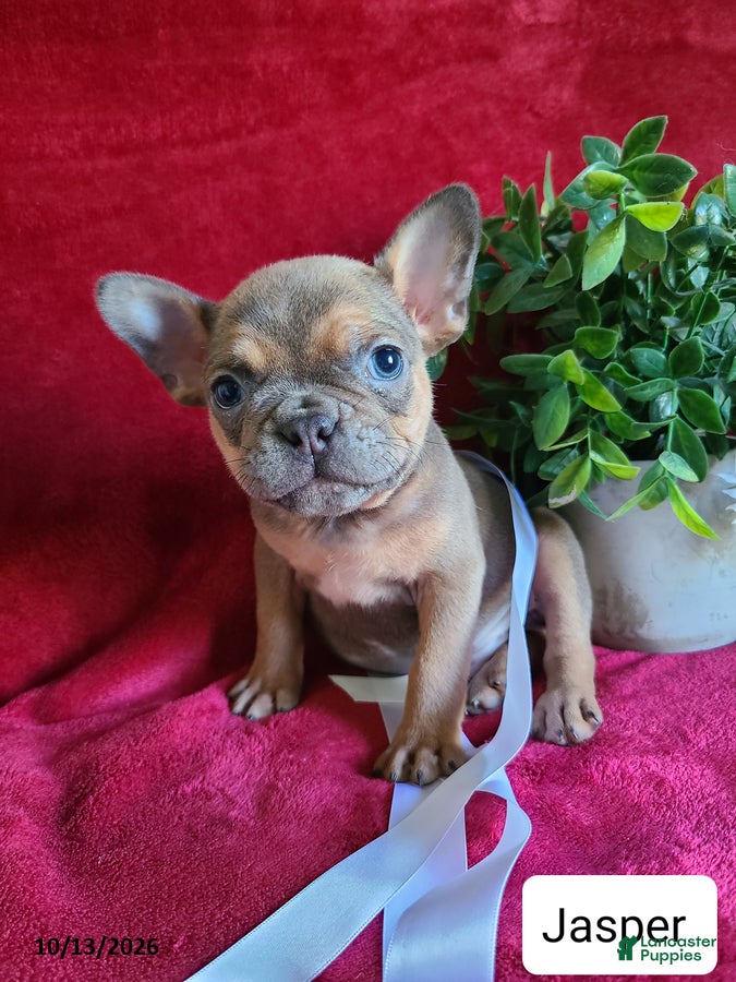 Frenchton dogs Jasper - Ad 1