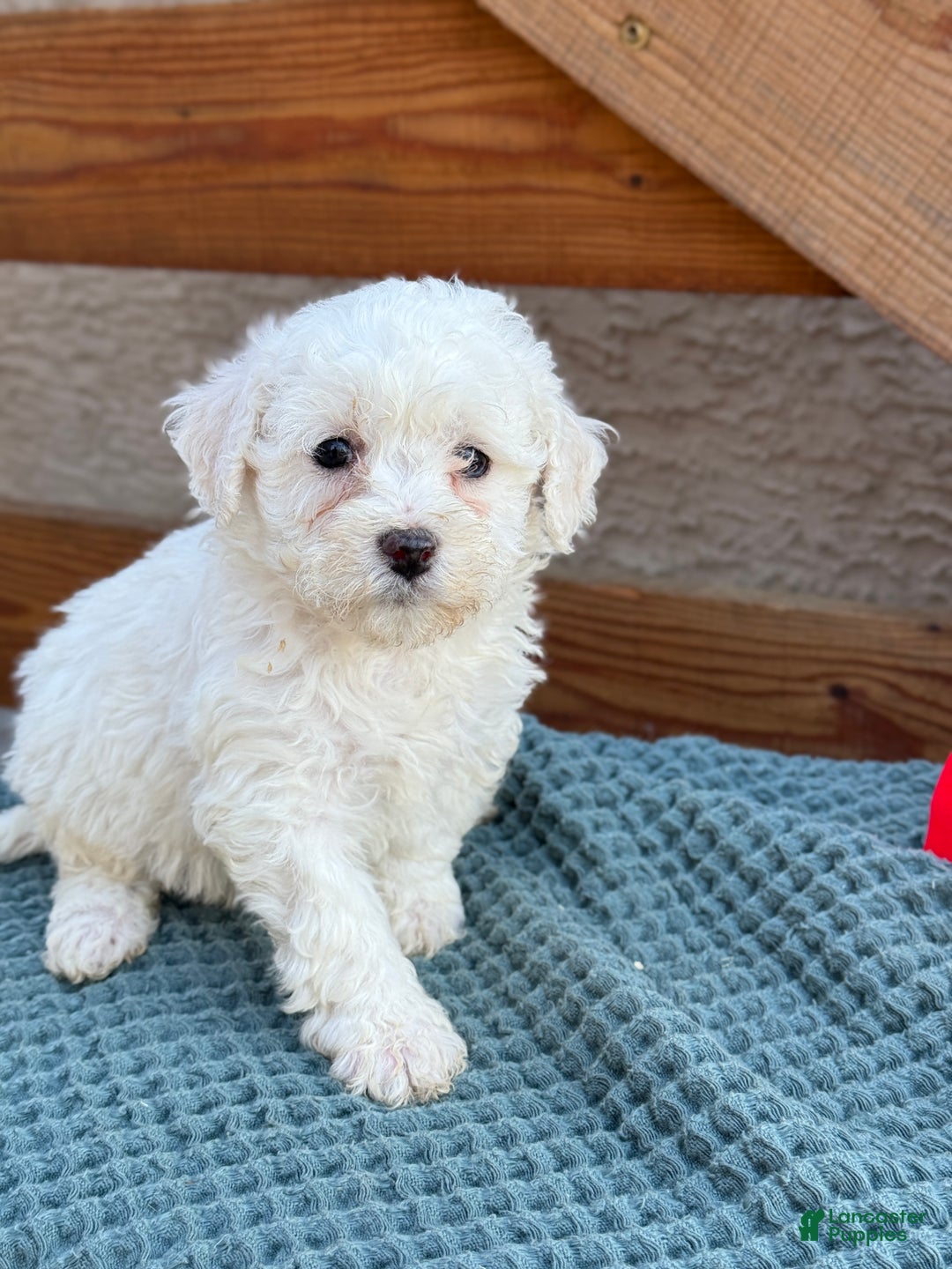 Bichpoo dogs for sale: Angel - Ad 4