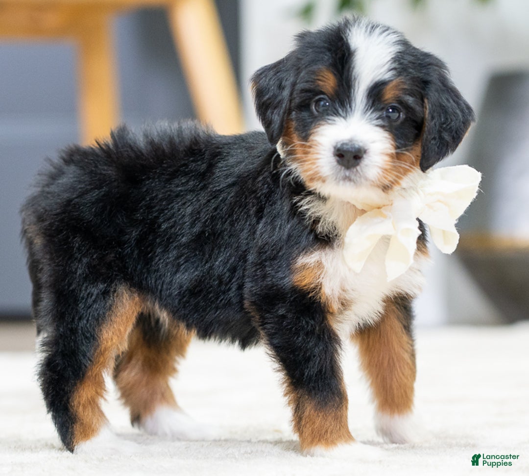 Mini Bernedoodle dogs for sale: Kona - Ad 2