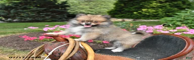 Rascal