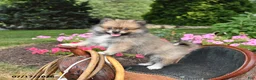Pomeranian dogs for sale: Rascal - Ad 1