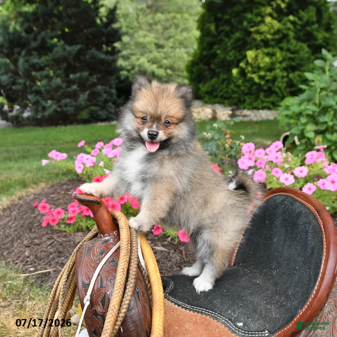 Pomeranian dogs for sale: Rascal - Ad 1