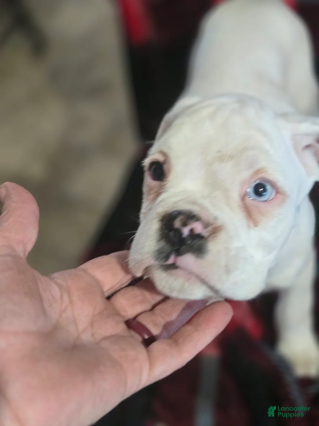 Boxer dogs for sale: Stevie - Ad 1