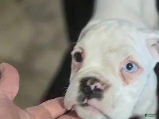 Boxer dogs Stevie - Ad 42