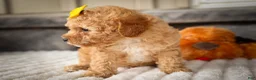 Miniature Poodle dogs for sale: Jimbo💙 - Ad 6