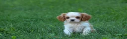 Cavalier King Charles Spaniel dogs for sale:  Nova🎀 - Ad 12