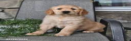 Mixed Breed dogs for sale: Toddie - Ad 4