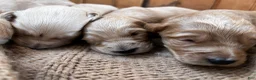 Goldendoodle dogs for sale: Onyx - Ad 7