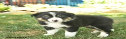 Border Collie dogs for sale: Harvey - Ad 3