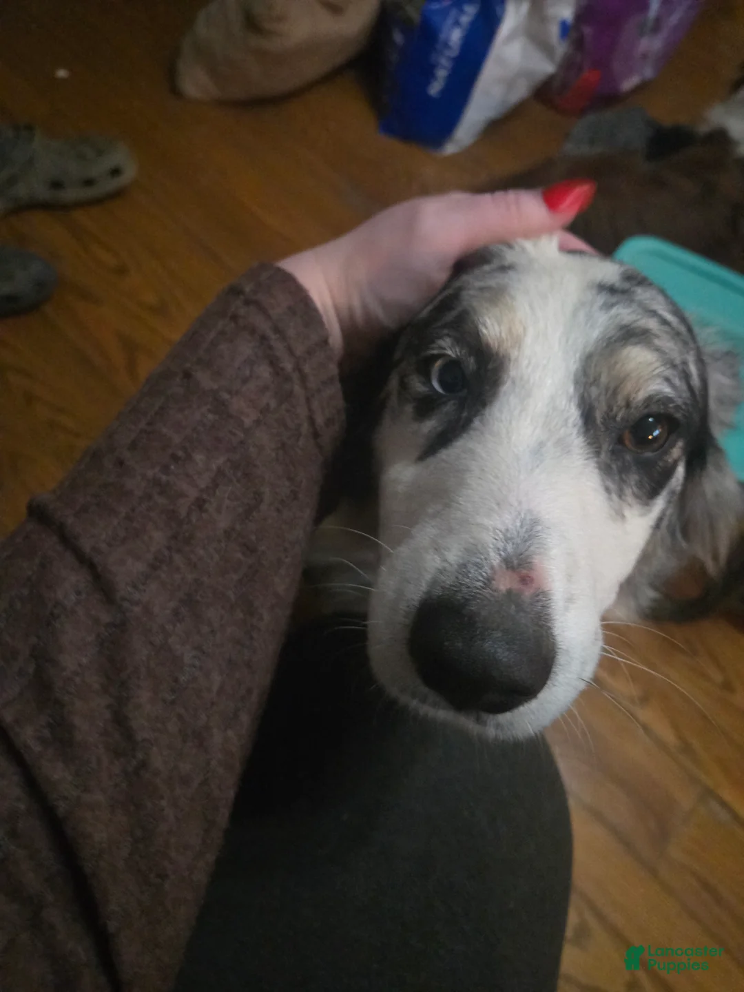 Australian Shepherd dogs for sale: Clifford - Australian Shepherd Puppy 1 - Ad 12