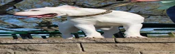 Dogo Argentino dogs for sale: Green male  - Ad 21