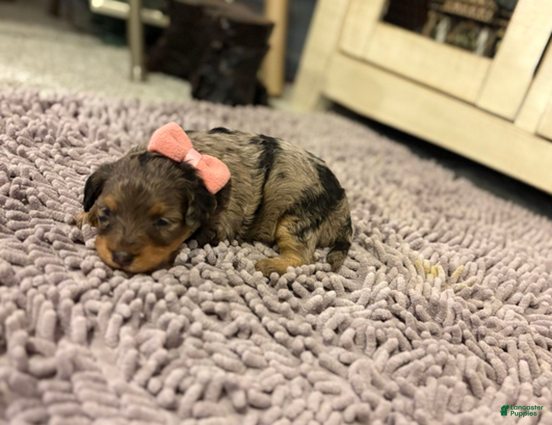 Mixed Breed dogs for sale: Aurora - Ad 5
