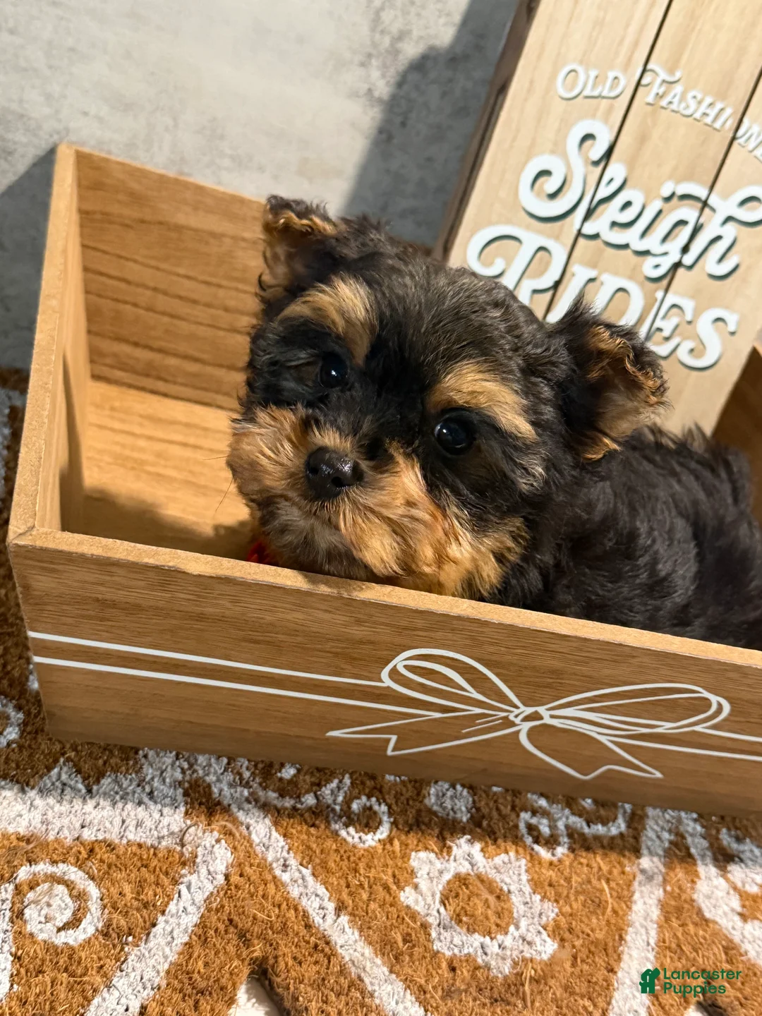 Yorkshire Terrier dogs for sale: Jack  - Ad 2