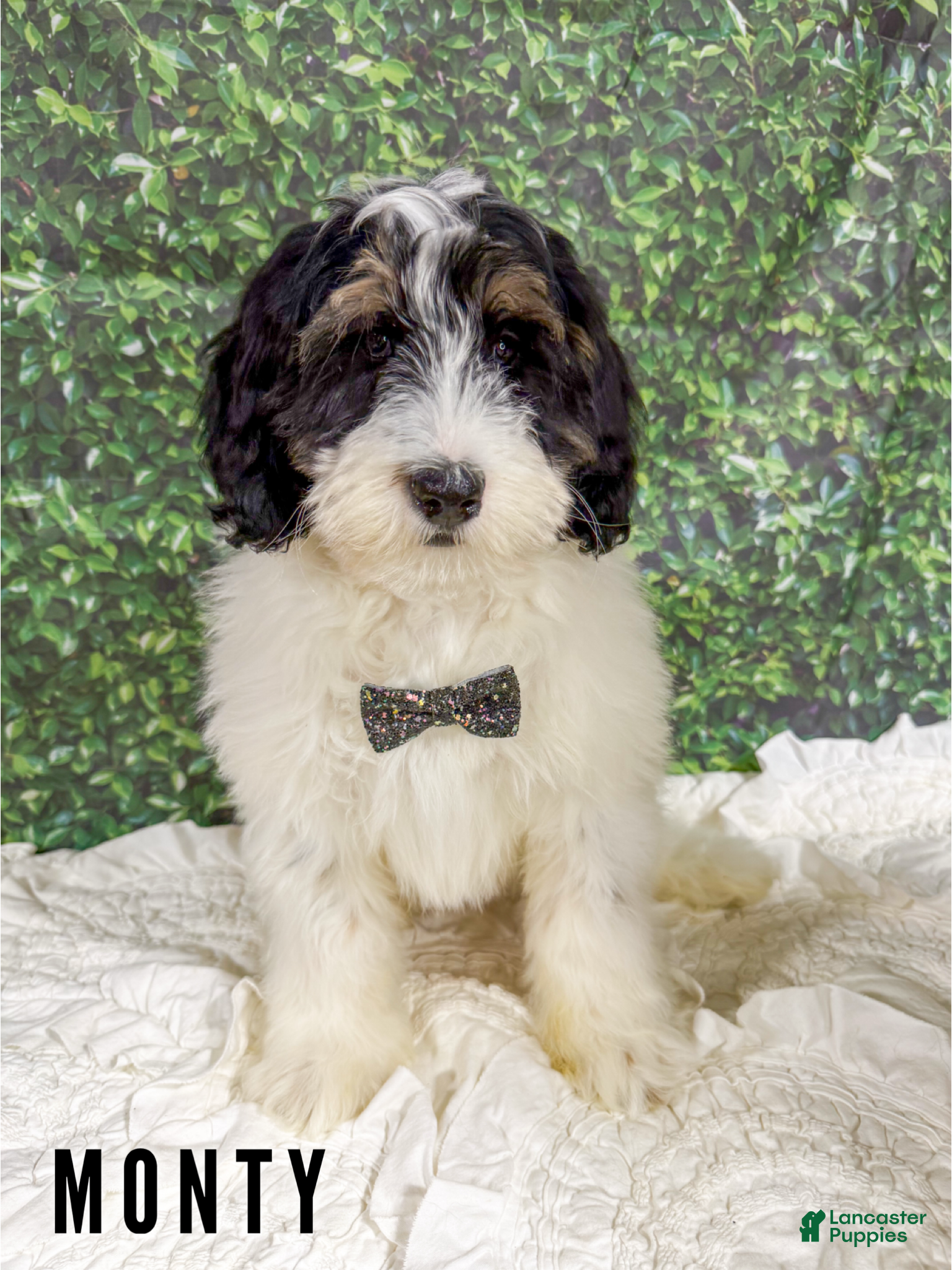 Mini Bernedoodle dogs Monty - Ad 18