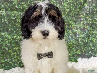 Mini Bernedoodle dogs Monty - Ad 18