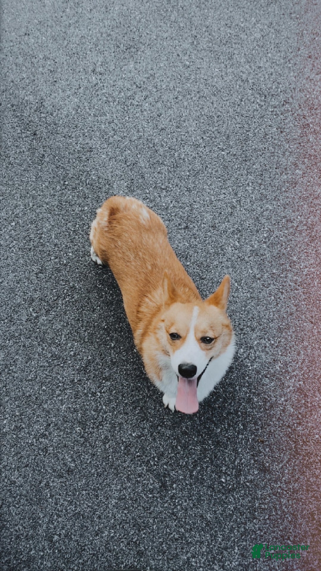 Welsh Corgi Pembroke dogs for sale: Kylo - Ad 6