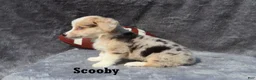 Welsh Corgi Pembroke dogs for sale: Scooby - Ad 3