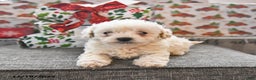 Toy Poodle dogs for sale: Wyatt  - Ad 4
