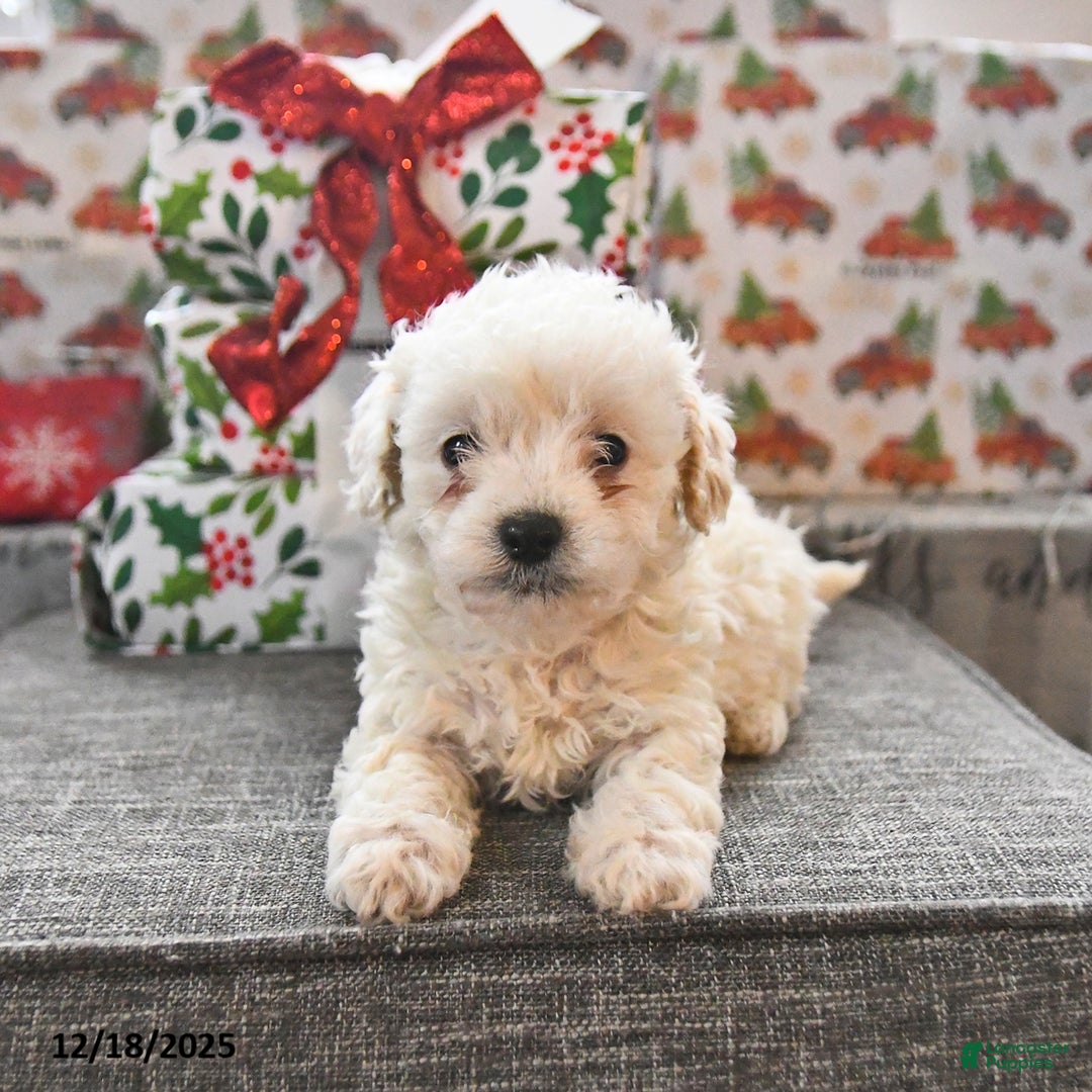 Toy Poodle dogs for sale: Wyatt  - Ad 4