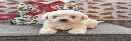 Toy Poodle dogs for sale: Wyatt  - Ad 4