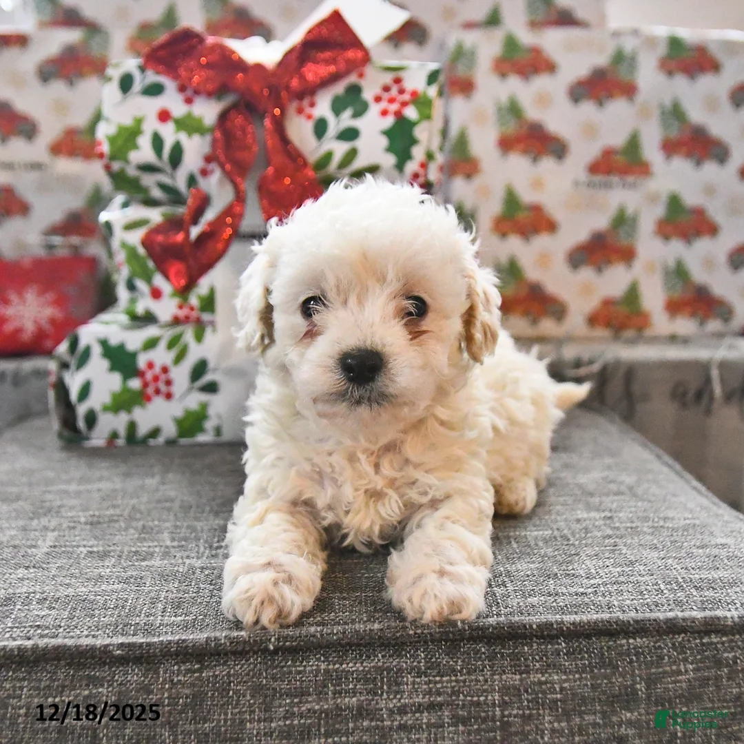 Toy Poodle dogs for sale: Wyatt  - Ad 4